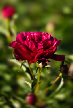 Yumuşak odak pembe çiçek açan görüntü peonies bahçede. Seçici odak. Sığ derinlik-in tarla