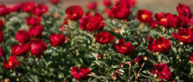 Yumuşak odak pembe çiçek açan görüntü peonies bahçede. Seçici odak. Sığ derinlik-in tarla