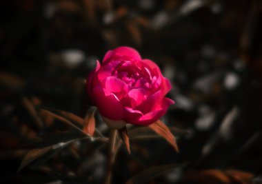 Yumuşak odak pembe çiçek açan görüntü peonies bahçede. Seçici odak. Sığ derinlik-in tarla
