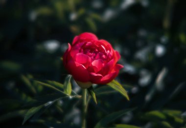 Yumuşak odak pembe çiçek açan görüntü peonies bahçede. Seçici odak. Sığ derinlik-in tarla