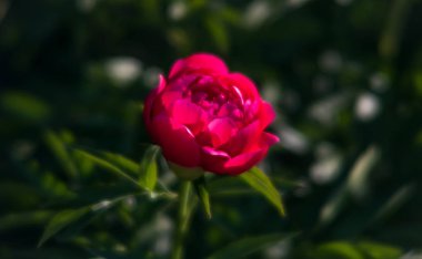Yumuşak odak pembe çiçek açan görüntü peonies bahçede. Seçici odak. Sığ derinlik-in tarla