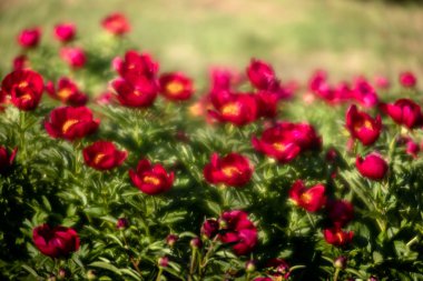 Yumuşak odak pembe çiçek açan görüntü peonies bahçede. Seçici odak. Sığ derinlik-in tarla