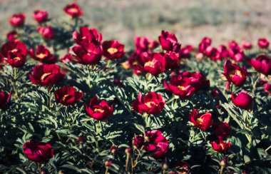Yumuşak odak pembe çiçek açan görüntü peonies bahçede. Seçici odak. Sığ derinlik-in tarla