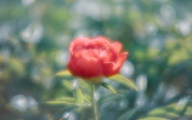 Yumuşak odak pembe çiçek açan görüntü peonies bahçede. Seçici odak. Sığ derinlik-in tarla