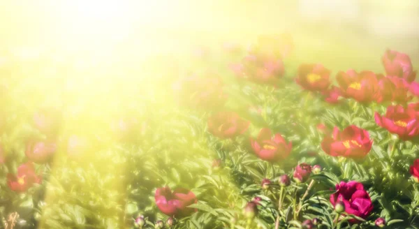 Güneş Işığında Çiçek Açan Pembe Şakayıkların Yumuşak Odak Noktası Seçici — Stok fotoğraf