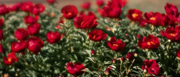 Yumuşak odak pembe çiçek açan görüntü peonies bahçede. Seçici odak. Sığ derinlik-in tarla