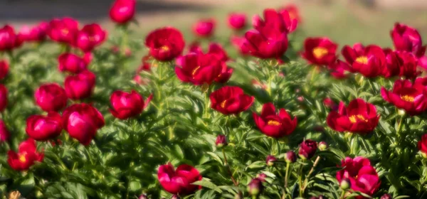 Imagine Moale Focalizare Bujorilor Roz Înfloritori Grădină Concentrare Selectivă Adâncimea — Fotografie, imagine de stoc