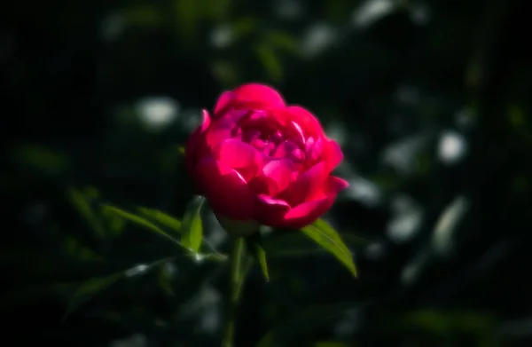 Immagine Soft Focus Peonie Rosa Fiore Giardino Concentrazione Selettiva Profondità — Foto Stock