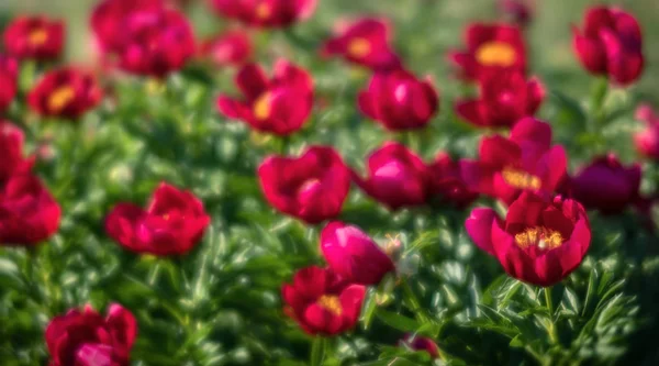 Yumuşak odak pembe çiçek açan görüntü peonies bahçede. Seçici odak. Sığ derinlik-in tarla
