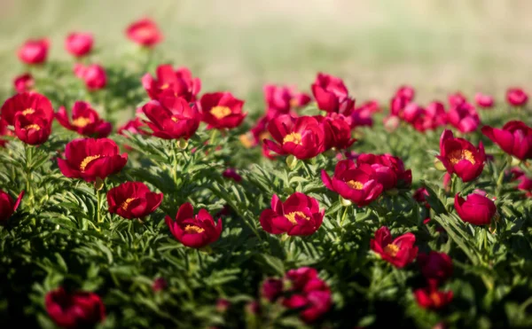 Rozostřený Obraz Kvetoucí Růžové Pivoňky Zahradě Selektivní Fokus Malá Hloubka — Stock fotografie