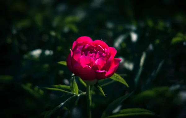 花园中盛开的粉红色牡丹的柔和聚焦图像 选择性对焦 场浅景深 — 图库照片