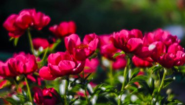Yumuşak odak pembe çiçek açan görüntü peonies bahçede. Seçici odak. Sığ derinlik-in tarla