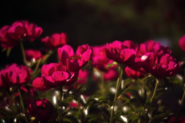 Yumuşak odak pembe çiçek açan görüntü peonies bahçede. Seçici odak. Sığ derinlik-in tarla