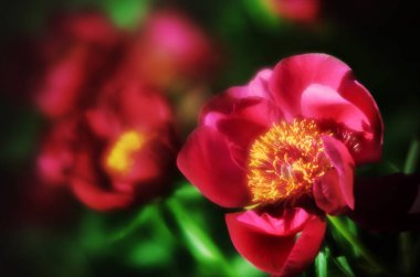 Yumuşak odak pembe çiçek açan görüntü peonies bahçede. Seçici odak. Sığ derinlik-in tarla