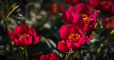 Yumuşak odak pembe çiçek açan görüntü peonies bahçede. Seçici odak. Sığ derinlik-in tarla