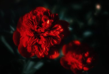 Yumuşak odak çiçek açan bir görüntü kırmızı peonies bahçede. Seçici odak. Sığ derinlik-in tarla