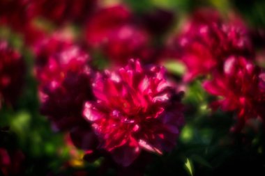 Yumuşak odak pembe çiçek açan görüntü peonies bahçede. Seçici odak. Sığ derinlik-in tarla