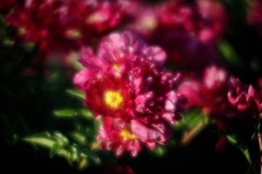 Yumuşak odak pembe çiçek açan görüntü peonies bahçede. Seçici odak. Sığ derinlik-in tarla