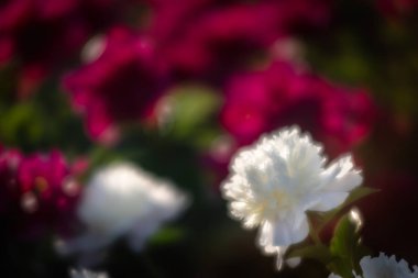 Bahçede çiçek beyaz ve pembe peonies yumuşak odak görüntüsü. Seçici odak. Sığ derinlik-in tarla