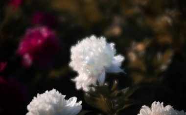 Bahçede çiçek beyaz ve pembe peonies yumuşak odak görüntüsü. Seçici odak. Sığ derinlik-in tarla