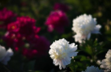 Bahçede çiçek beyaz ve pembe peonies yumuşak odak görüntüsü. Seçici odak. Sığ derinlik-in tarla