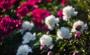 Bahçede çiçek beyaz ve pembe peonies yumuşak odak görüntüsü. Seçici odak. Sığ derinlik-in tarla