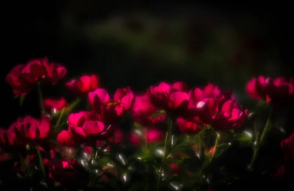 소프트 포커스 이미지 개화의 분홍색 정원에서 선택적 초점입니다 필드의 — 스톡 사진