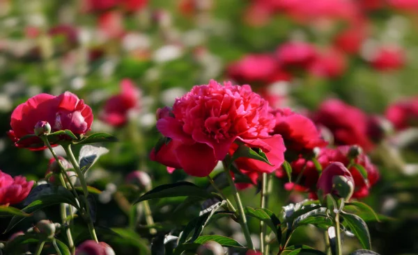 Lágy Fókusz Képet Virágzó Rózsaszín Pünkösdirózsa Kertben Szelektív Összpontosít Sekély — Stock Fotó