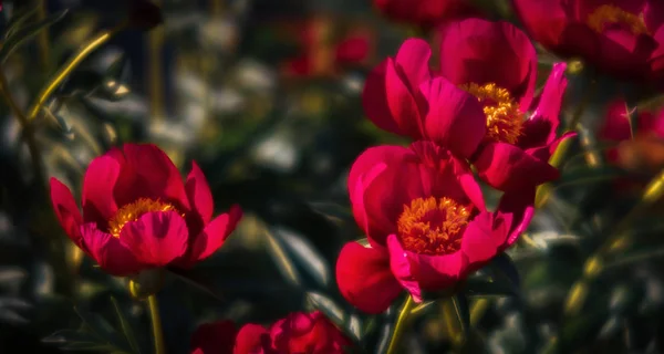 花园中盛开的粉红色牡丹的柔和聚焦图像 选择性对焦 场浅景深 — 图库照片