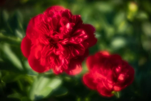 Imagem Foco Suave Peônias Vermelhas Florescendo Jardim Foco Seletivo Profundidade — Fotografia de Stock