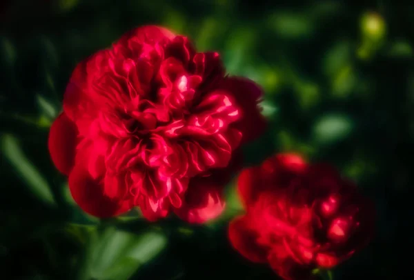 Imagem Foco Suave Peônias Vermelhas Florescendo Jardim Foco Seletivo Profundidade — Fotografia de Stock