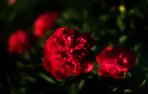 Imagem Foco Suave Peônias Vermelhas Florescendo Jardim Foco Seletivo Profundidade — Fotografia de Stock
