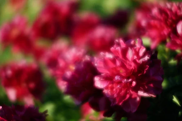 Nieostrość Obrazu Kwitnienia Różowy Piwonie Ogrodzie Selektywny Fokus Płytkiej Głębi — Zdjęcie stockowe