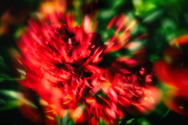 Bahçede Çiçek Kırmızı Peonies Soyut Yumuşak Odak Görüntüsü Seçici Odak — Stok fotoğraf
