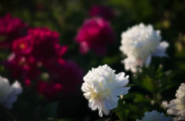 Mjukt Fokus Bild Blommande Vita Och Rosa Pioner Trädgården Selektivt — Stockfoto