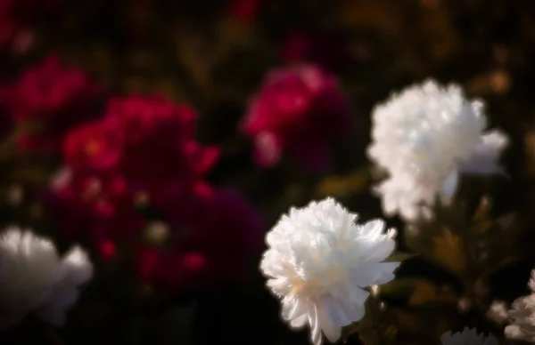 Soft Focus Sea Afbeelding Van Bloeiende Witte Roze Pioenrozen Tuin — Stockfoto