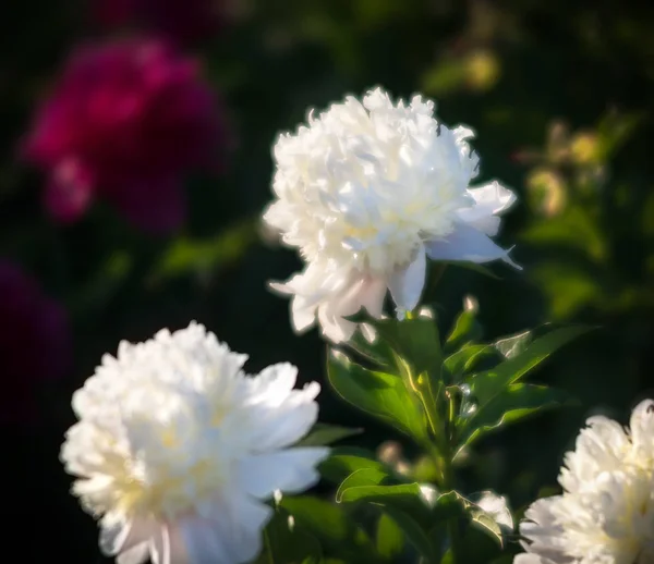 Сосредоточенное Изображение Цветущих Белых Розовых Пионов Саду Выборочный Фокус Мелкая — стоковое фото