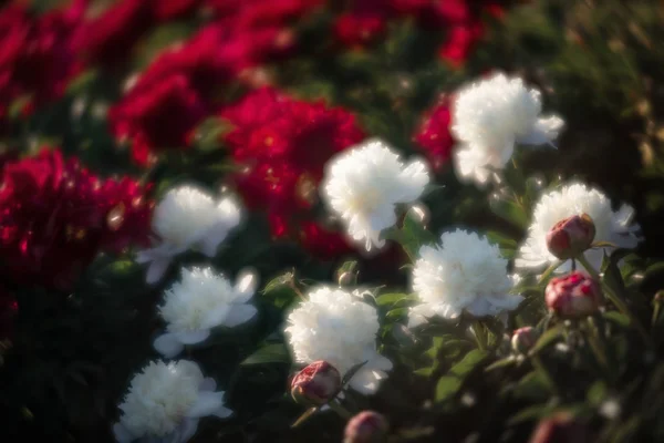 Bahçede Çiçek Beyaz Pembe Peonies Yumuşak Odak Görüntüsü Seçici Odak — Stok fotoğraf