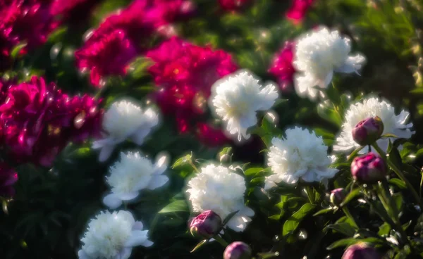 Bahçede çiçek beyaz ve pembe peonies yumuşak odak görüntüsü. Seçici odak. Sığ derinlik-in tarla
