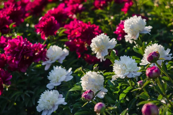 Mjukt Fokus Bild Blommande Vita Och Rosa Pioner Trädgården Selektivt — Stockfoto