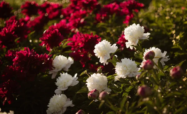 Bahçede çiçek beyaz ve pembe peonies yumuşak odak görüntüsü. Seçici odak. Sığ derinlik-in tarla