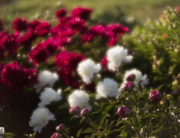 Soft Focus Image Blooming White Pink Peonies Garden Selective Focus — Stock Photo, Image