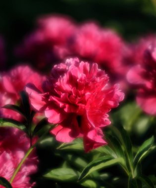 Yumuşak odak pembe çiçek açan görüntü peonies bahçede. Seçici odak. Sığ derinlik-in tarla