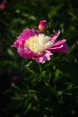 Yumuşak odak pembe çiçek açan görüntü peonies bahçede. Seçici odak. Sığ derinlik-in tarla