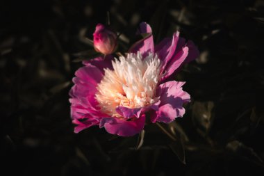 Yumuşak odak pembe çiçek açan görüntü peonies bahçede. Seçici odak. Sığ derinlik-in tarla
