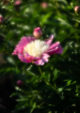 Yumuşak odak pembe çiçek açan görüntü peonies bahçede. Seçici odak. Sığ derinlik-in tarla