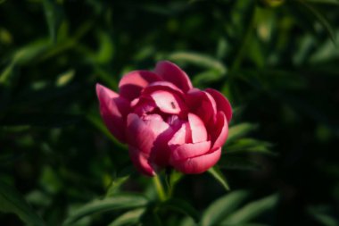 Yumuşak odak pembe çiçek açan görüntü peonies bahçede. Seçici odak. Sığ derinlik-in tarla