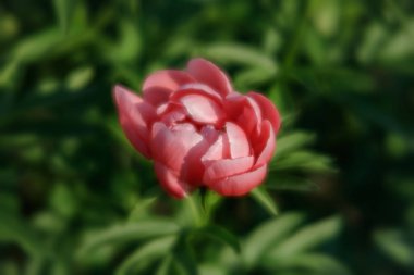 Yumuşak odak pembe çiçek açan görüntü peonies bahçede. Seçici odak. Sığ derinlik-in tarla