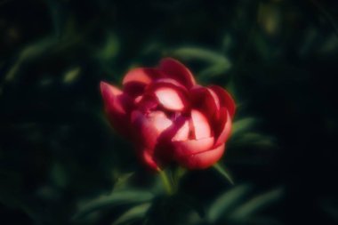 Yumuşak odak pembe çiçek açan görüntü peonies bahçede. Seçici odak. Sığ derinlik-in tarla