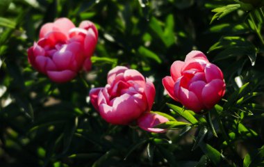 Yumuşak odak pembe çiçek açan görüntü peonies bahçede. Seçici odak. Sığ derinlik-in tarla